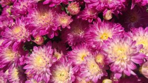 Ссылка на мой телеграм в шапке профиля