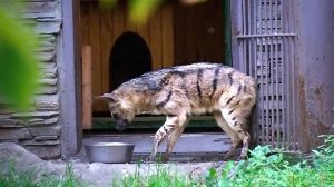 Гривистый волк и малоизвестный земляной волк из семейства гиеновых.