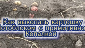 Мотоблок МТЗ -05 копает картошку облегчая нам труд.