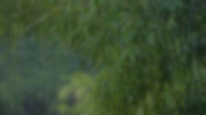 Медленный танец дождя