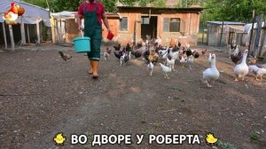 Содержание кур в домашних условиях и других птиц во дворе у Роберта 🐣🐤🦆🐔🪿🦃 (253)