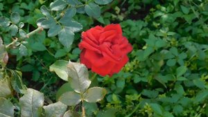 21..09..2025  кмр   (1)