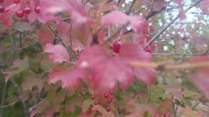 ЕЛЕНА КАРПУК *КАЛИНА*Люблю ❤😘Калину. Горькая ягода но полезная...