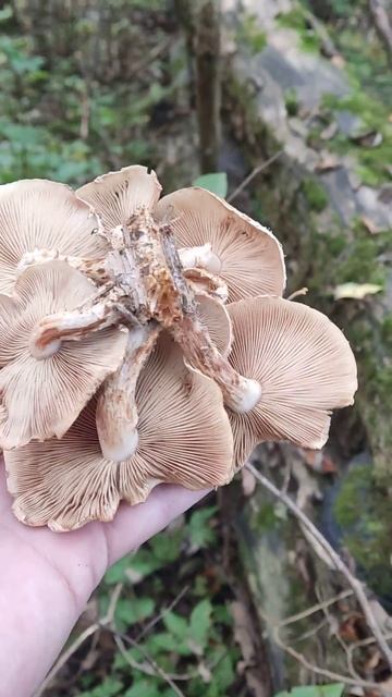 Грибной родник. 21.09.2025 смотреть онлайн