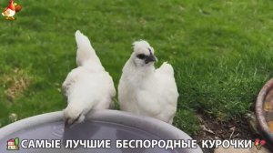 Цыплята и Курочки селяночки лучшие беспородные несушки 🥚 (316)