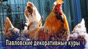 Павловские декоративные куры особенности содержания и разведения