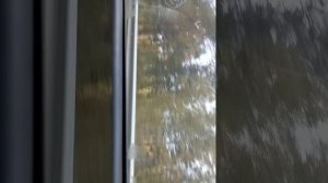 Осенний лес