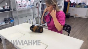 ВЕТЭМБУЛАНС - хорошее место, где любят животных