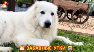 Забавные утки мускусные и пекинские на свободном выгуле со своими друзьями ч.(233) ❣️🤗😂