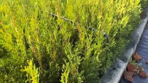 Туя Смарагд Р9  30-45 см