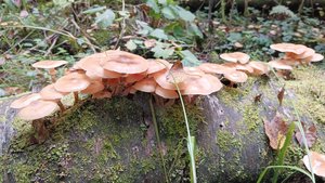 Грибная поляна