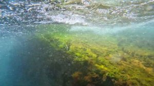 ЧЕРНОЕ МОРЕ. КУПАЮСЬ С РЫБКАМИ.КРЫМ. САНАТОРИЙ ДНЕПР. Жизнь на море / Крым