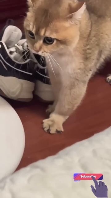 Милый злой кот 🙀🤔🤣🤯👍🚀