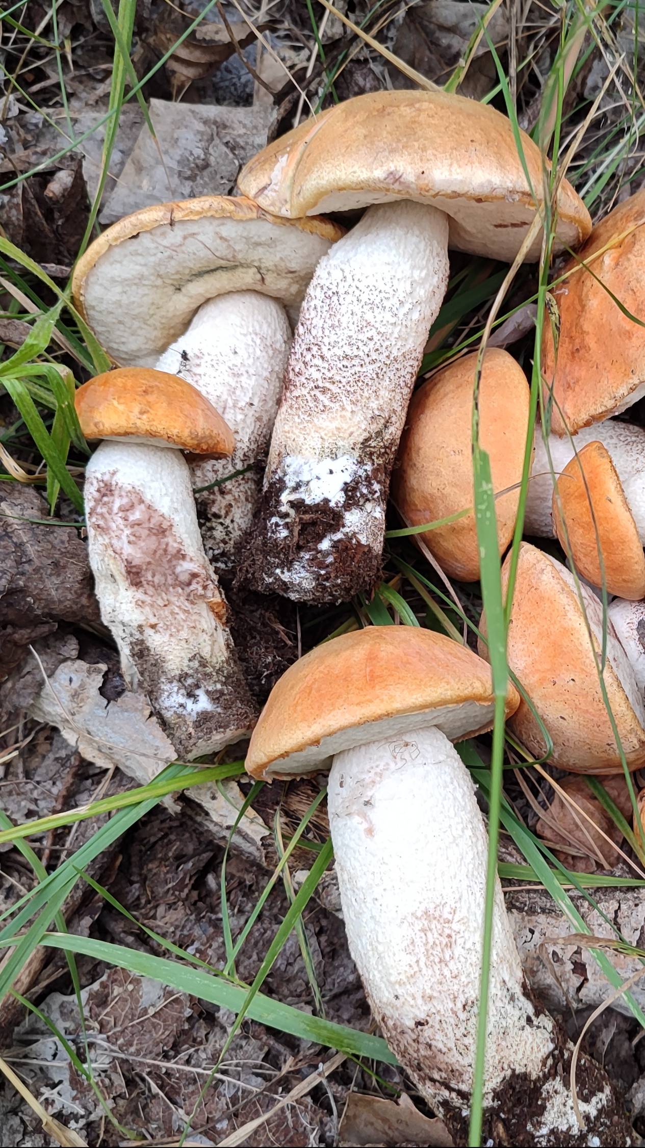 подосиновики смотреть онлайн