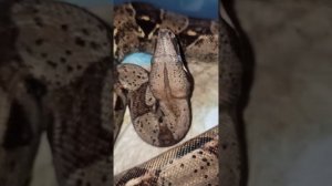 Шипение удава. Или Буринг обосрался во всех смыслах...19 сентября 2025 г.