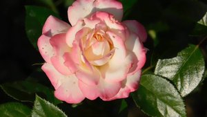 19=09=2025  кмр   (104)