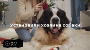 Мужчина выкинул собаку с четвертого этажа дома в Петропавловске-Камчатском