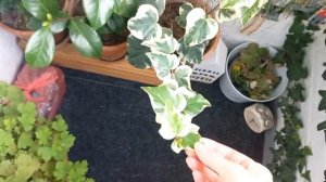 маленький садик💐🌻🌻