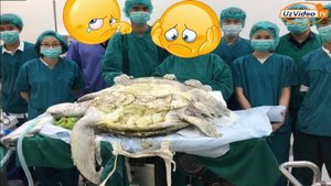 Ishonmaysiz! Bu toshbaqadan Veterinarlar nimani olib tashlashdi !!!