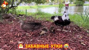 Забавные утки мускусные и пекинские на свободном выгуле со своими друзьями ч.(232) ❣️🤗😂