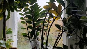 Над окошком месяц...