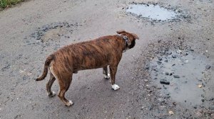 Вся правда о моем Стафтерьере (американский стаффарширский терьер), родственник питбуля.