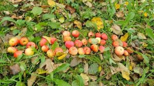 Осень притопала к нам