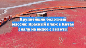 Крупнейший болотный массив: Красный пляж в Китае сняли на видео с высоты