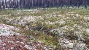 Эхо войны в Карелии