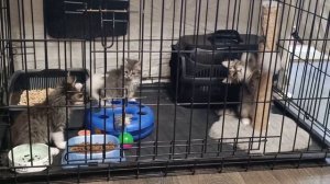 Доброе всем утро от вчерашнеприбывших малышей с больными глазками 💗