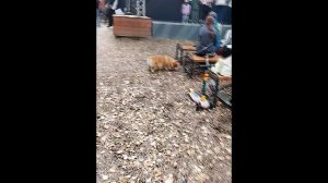 Корги. Веселый ''бисквит,,