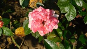 19=09=2025  кмр   (102)