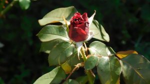 21..09..2025  кмр   (2)