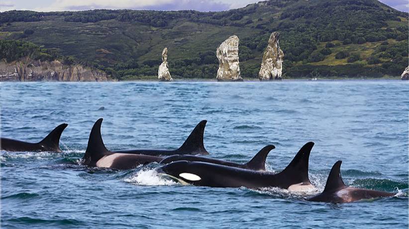 Сивучи на отдыхе, птичий базар, касатки.