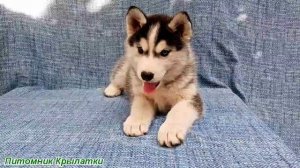 Предлагаем девочку щенка хаски, черно-белую, родилась 21 июля 2025 года