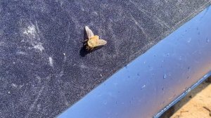 Овод в Пермском крае пляж Лужки