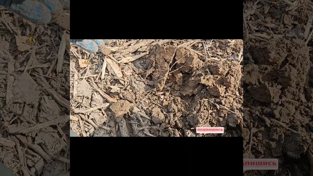 КОП 14.09.25 РАСПАШКА #КОП2025 #клад #монеты #старина #находки #история #металлоискатель #хобби