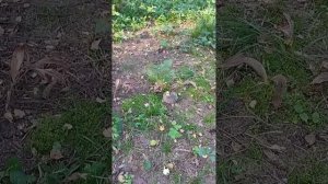 Ёжик лесной