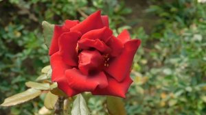 19=09=2025  кмр   (125)