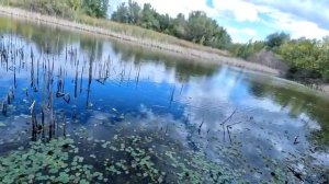 Рыбалка на поплавок 19 сентября 2025 г. На диком болоте!Эти рыбины топят поплавок на дно болота!