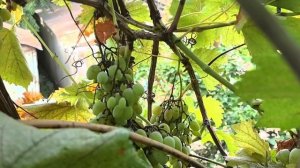 Гараж. Виноград созрел.