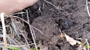 сажаю кедровые орешки в лесу
