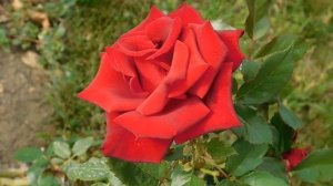 19=09=2025  кмр   (130)