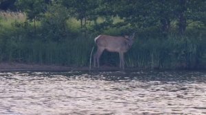 День шестнадцатый: оленёнок.