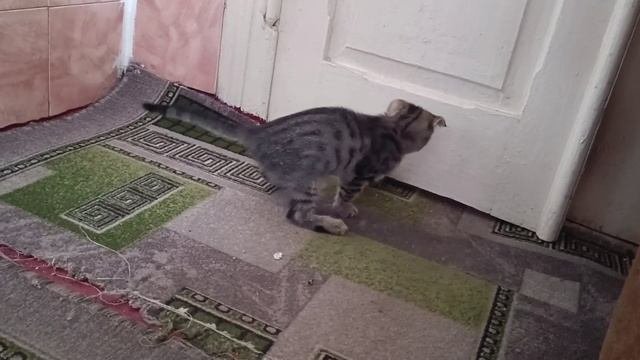 Кошка