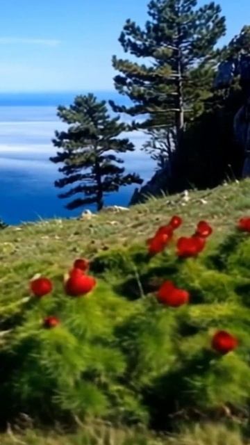 ЦВЕТЫ .ГОРЫ / Крым #жизньнаморекрым #море #крым смотреть онлайн