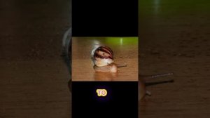 ИНТЕРЕСНЫЕ ФАКТЫ ОБ УЛИТКАХ АХАТИНАХ🐌