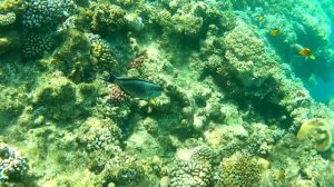 2025 - Красное море