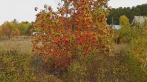 Козюлино. Деревня в Томской области.