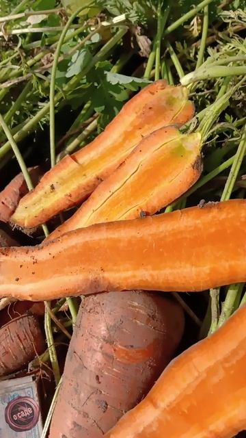 морковь Король осени смотреть онлайн